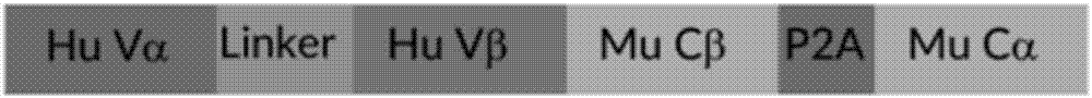 Single-stranded TCR-T carrier and single-stranded TCR-T cell production process