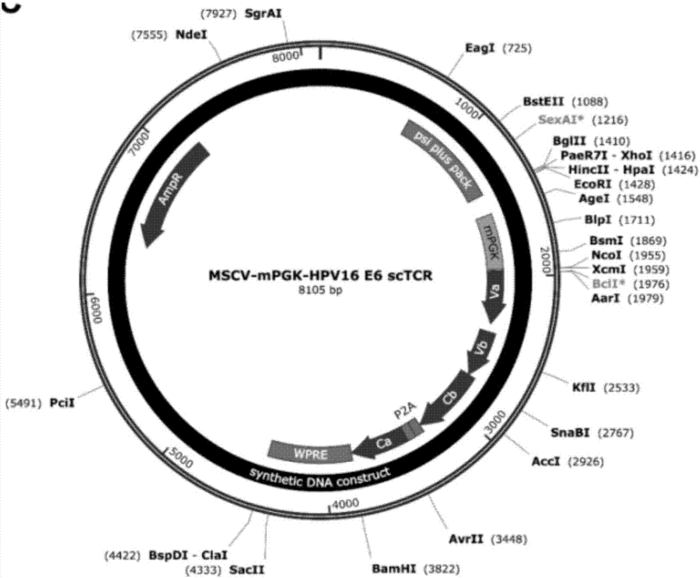 Single-stranded TCR-T carrier and single-stranded TCR-T cell production process