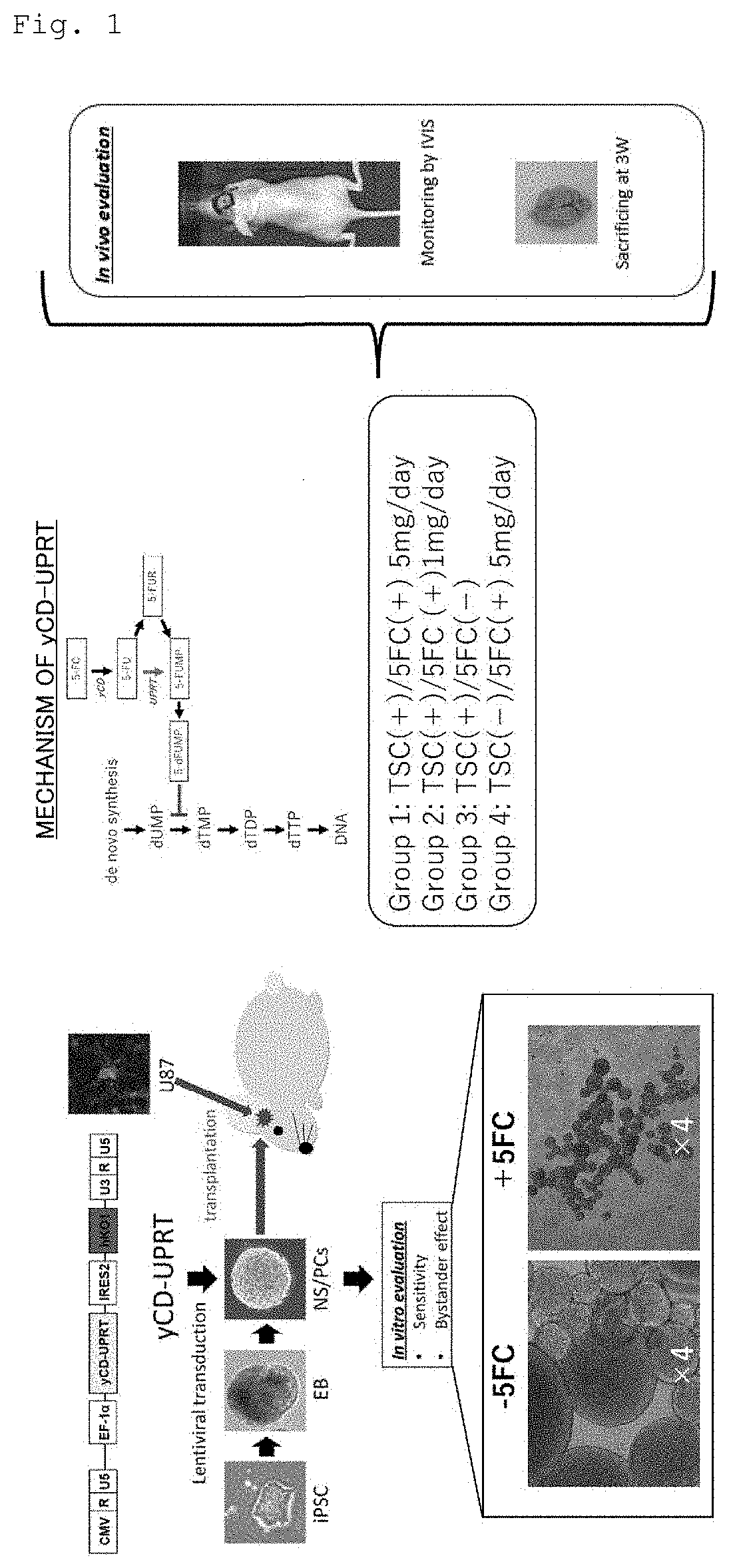 Suicide gene therapeutic agent for brain tumors using pluripotent stem cell