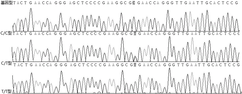 Rs12979860 genotyping dual-color fluorescent PCR rapid detection kit