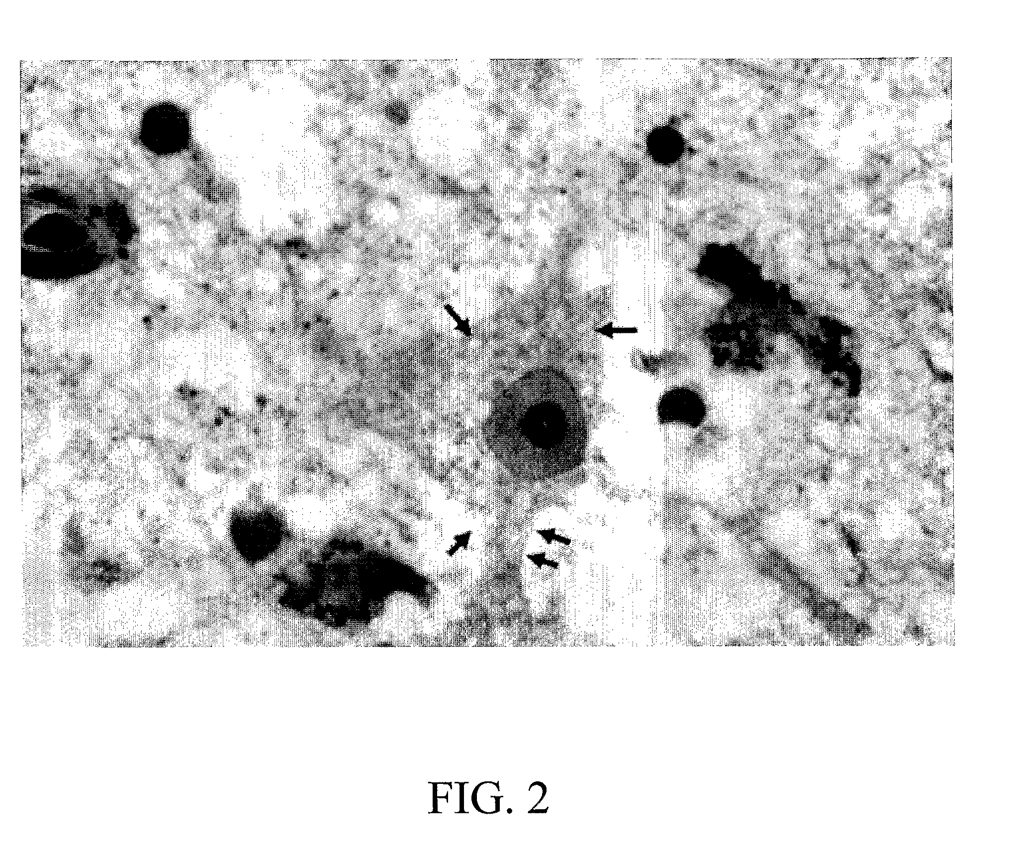 Anti-Connexin Compounds and Uses Thereof