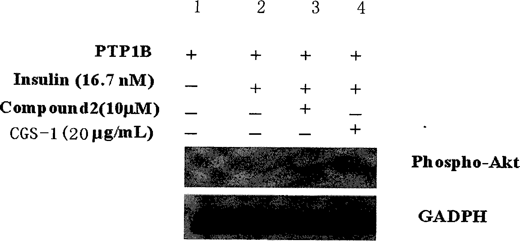 Chicory seed effective part and preparation method and application thereof