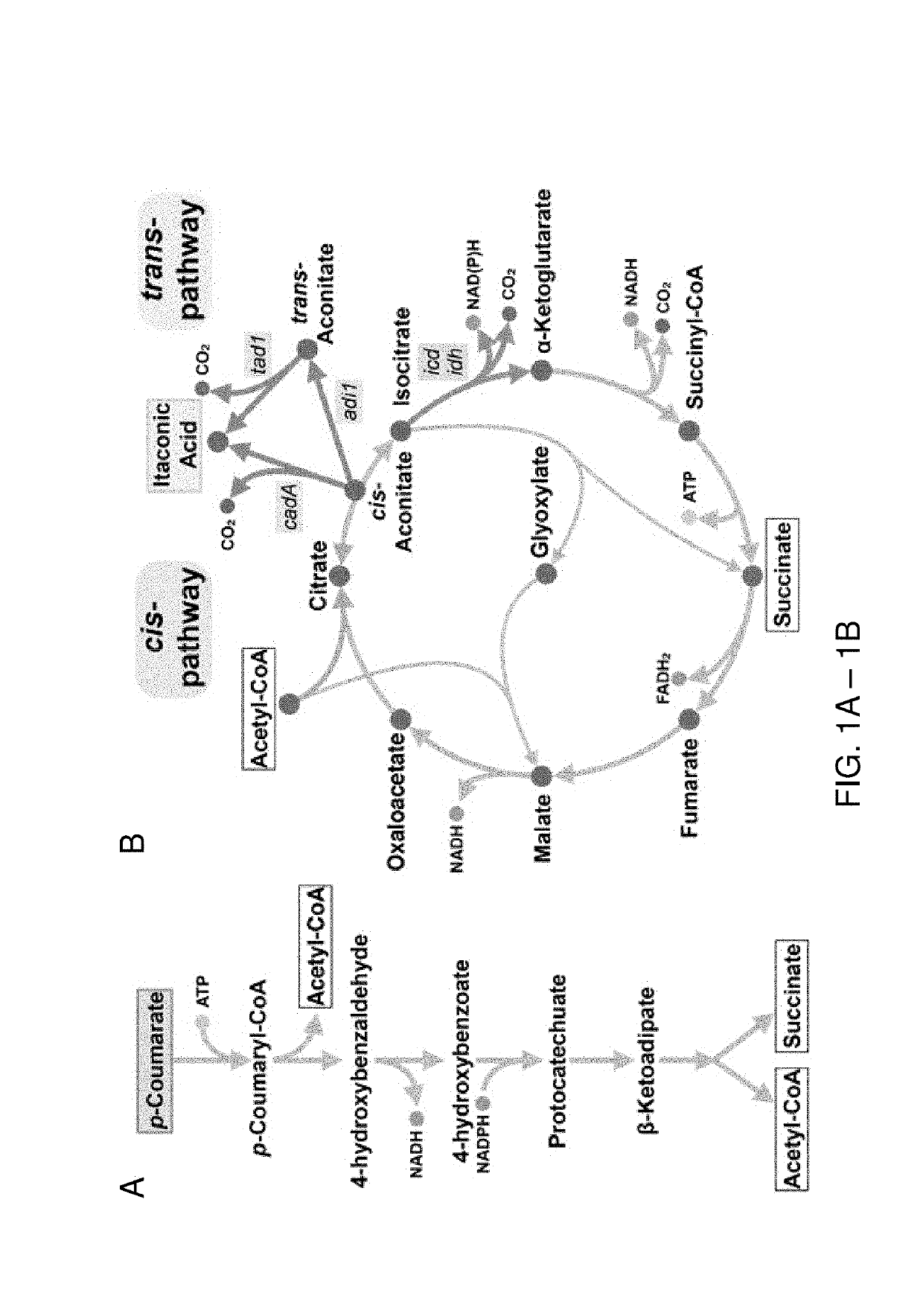 Production of itaconic acid and related molecules from aromatic compounds