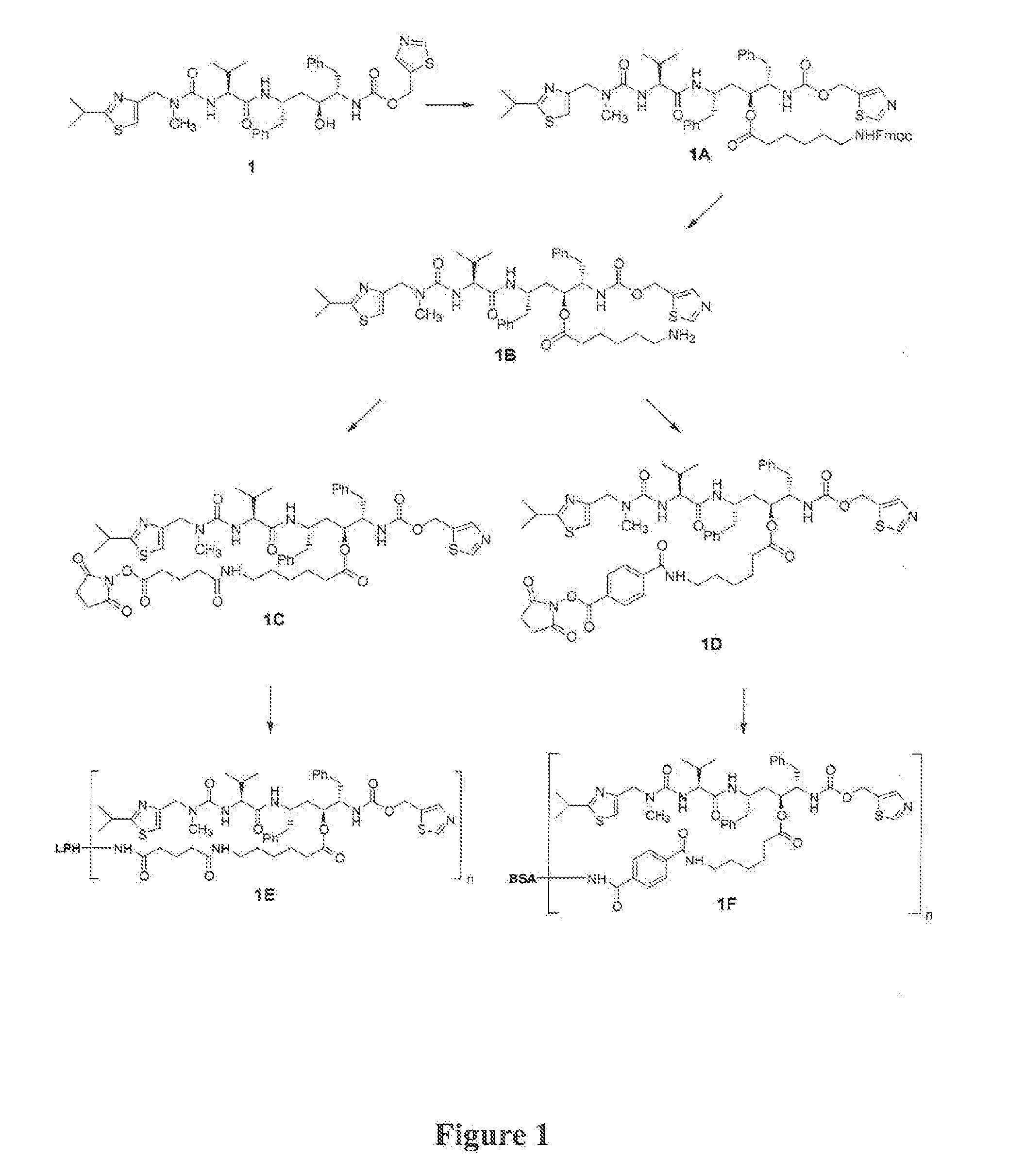 Protease inhibitor conjugates and antibodies useful in immunoassay