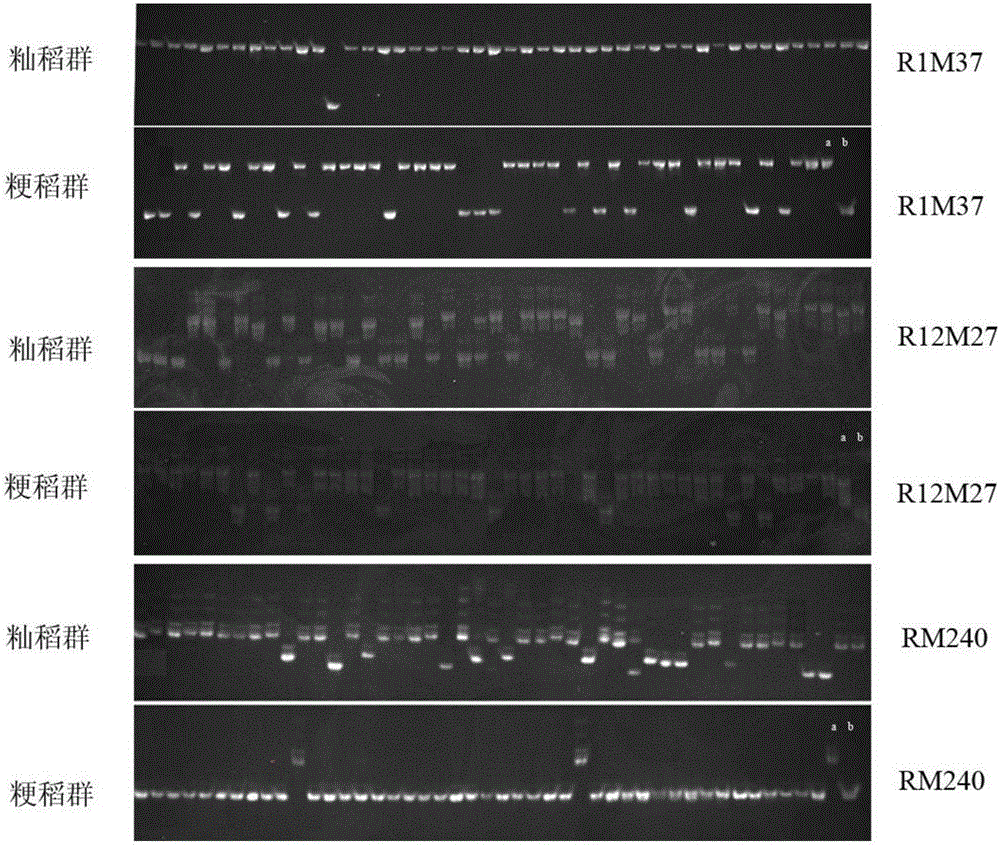 Optimized rice indica and japonica performance detection system and optimized rice indica and japonica performance detection method