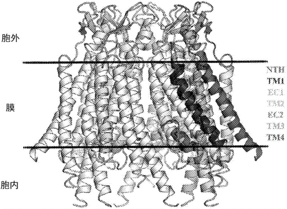 Specific modulators of connexin hemichannels