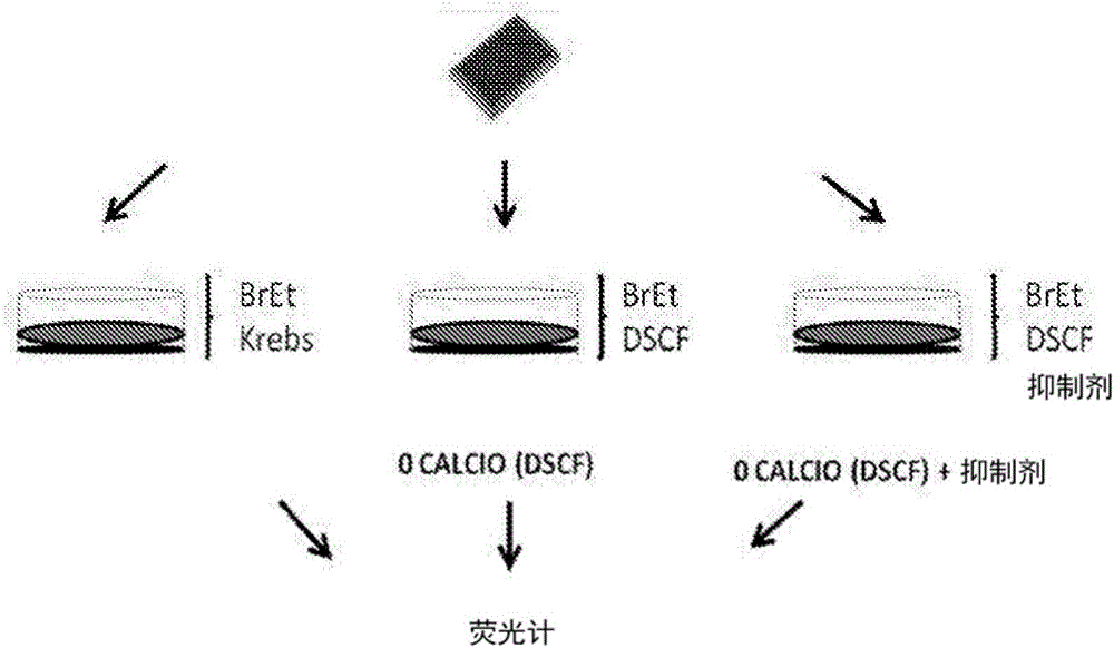 Specific modulators of connexin hemichannels