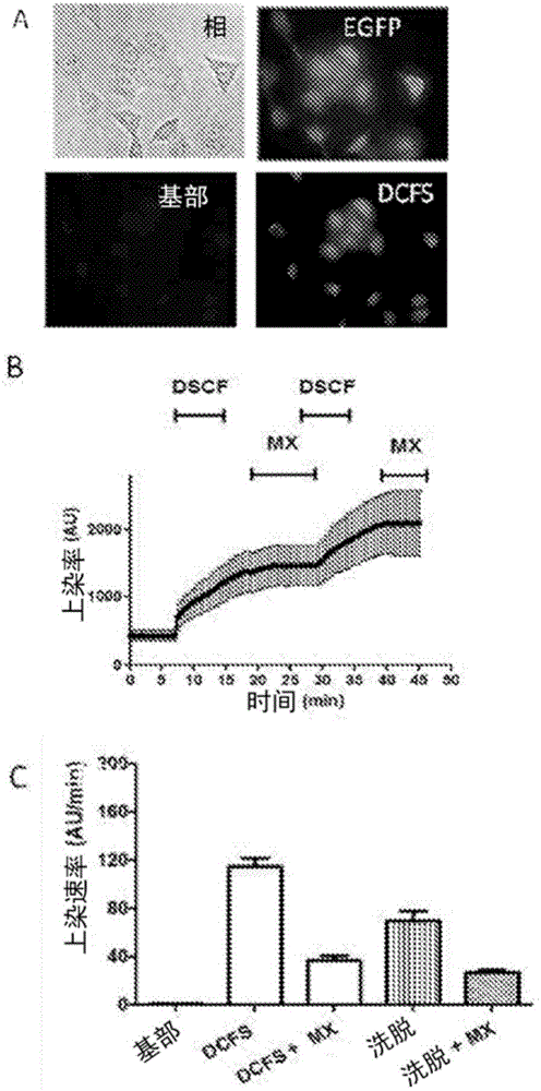 Specific modulators of connexin hemichannels