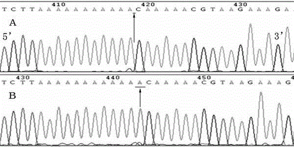Variation site of hypertension susceptibility gene Mfn2 and detecting method of variation site