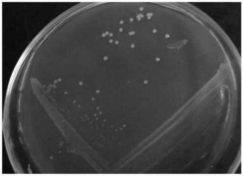 A strain of Pseudomonas arcticus with antifungal activity