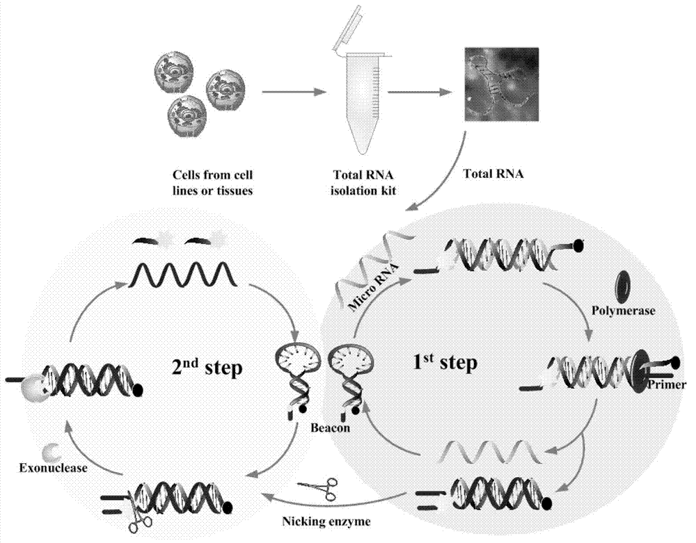Testing method and kit for secondary circulation amplification of microRNA (Ribose Nucleic Acid)