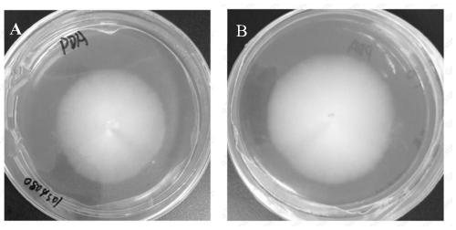 Paecilomyces lilacinus and application thereof in inhibiting plant growth