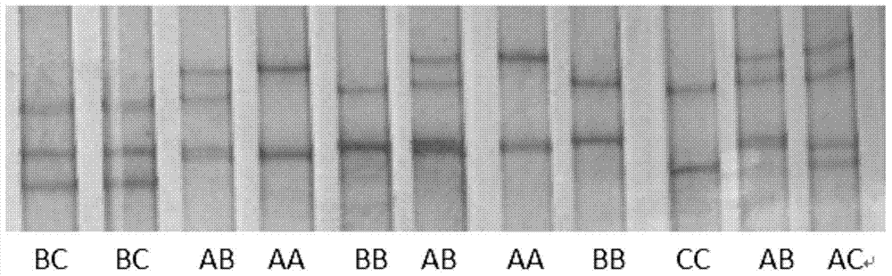 Yak meat tenderness candidate gene detection kit and detection method thereof