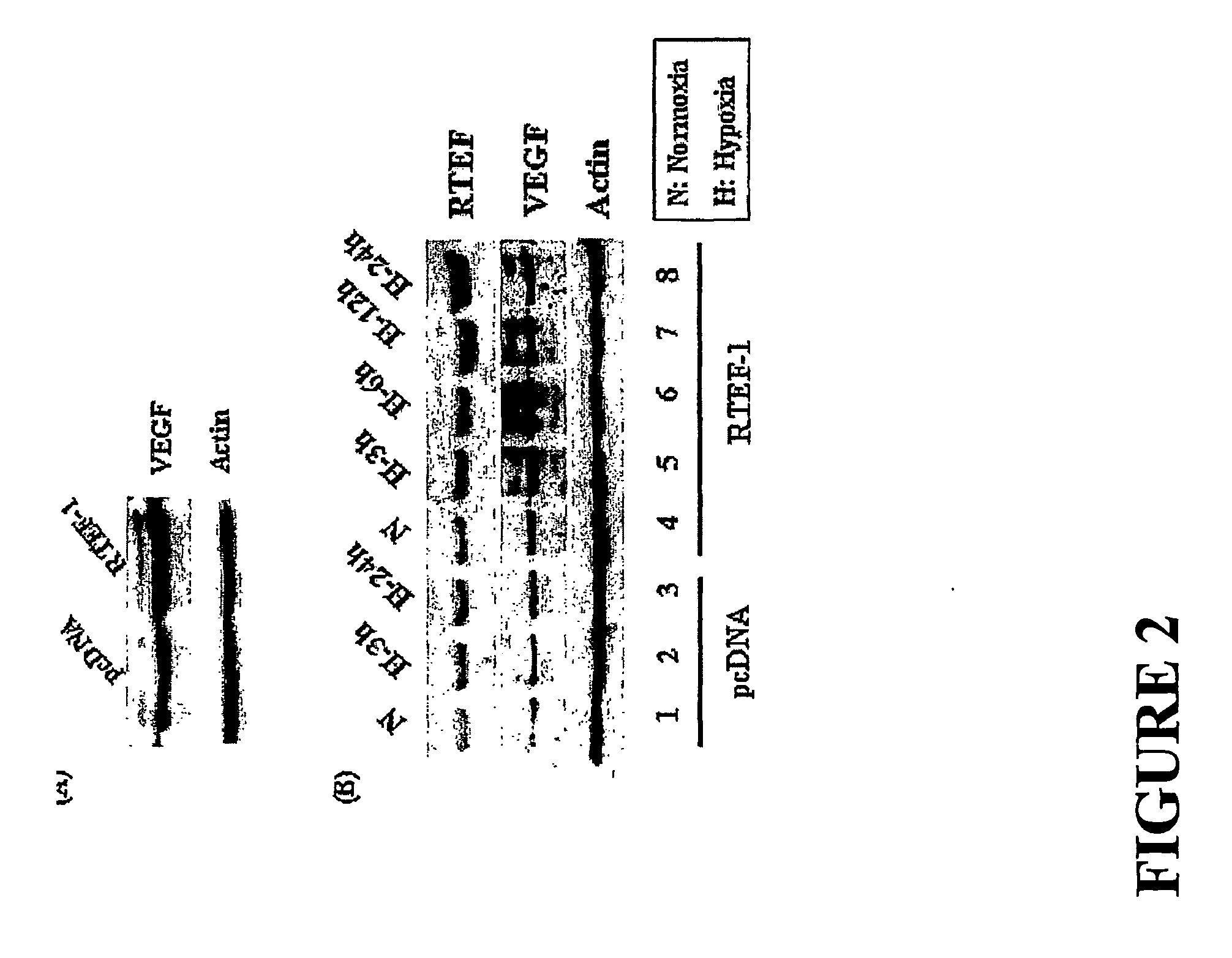 Methods and Compositions for Treating Conditions Involving Abnormal Angiogenesis