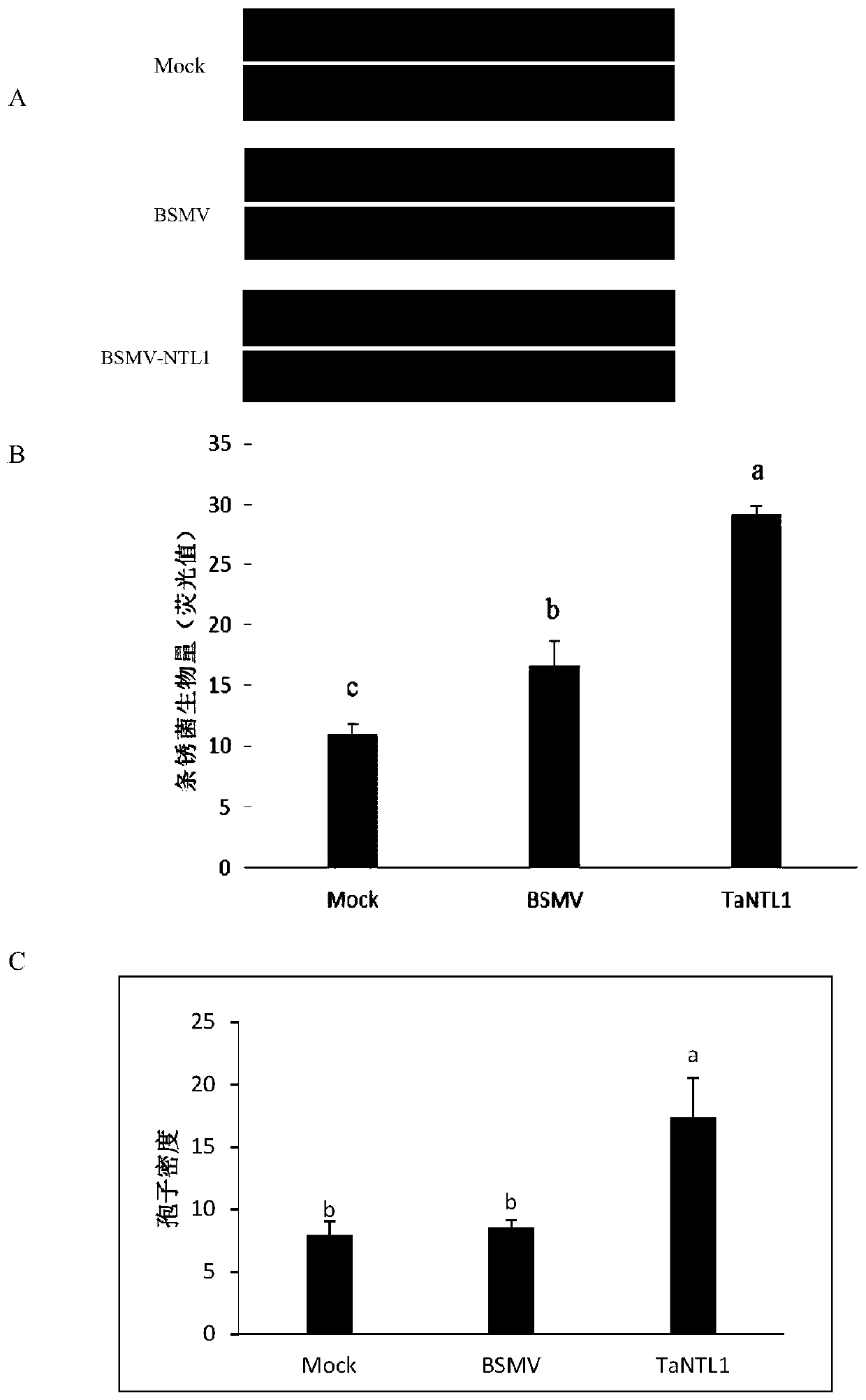 Stripe rust-resistant related protein TaNTL1 in wheat and encoding gene and application thereof