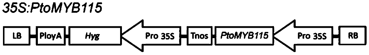 Transcription factor ptomyb115 specifically regulating tannin synthesis and its use