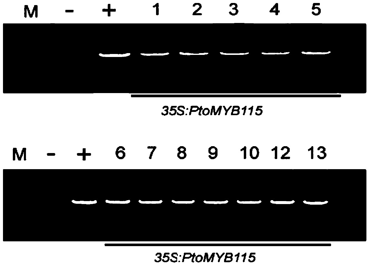 Transcription factor ptomyb115 specifically regulating tannin synthesis and its use