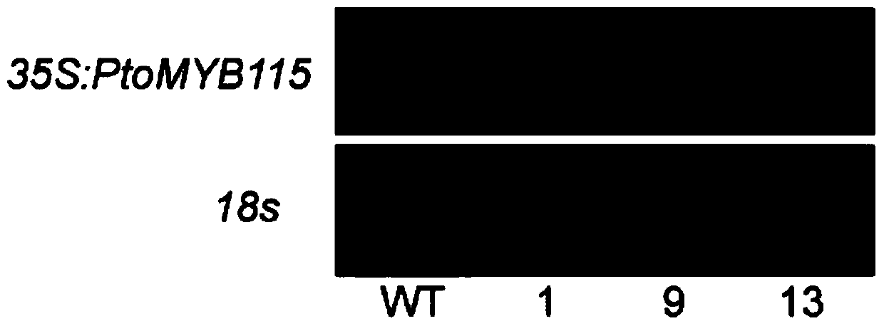 Transcription factor ptomyb115 specifically regulating tannin synthesis and its use
