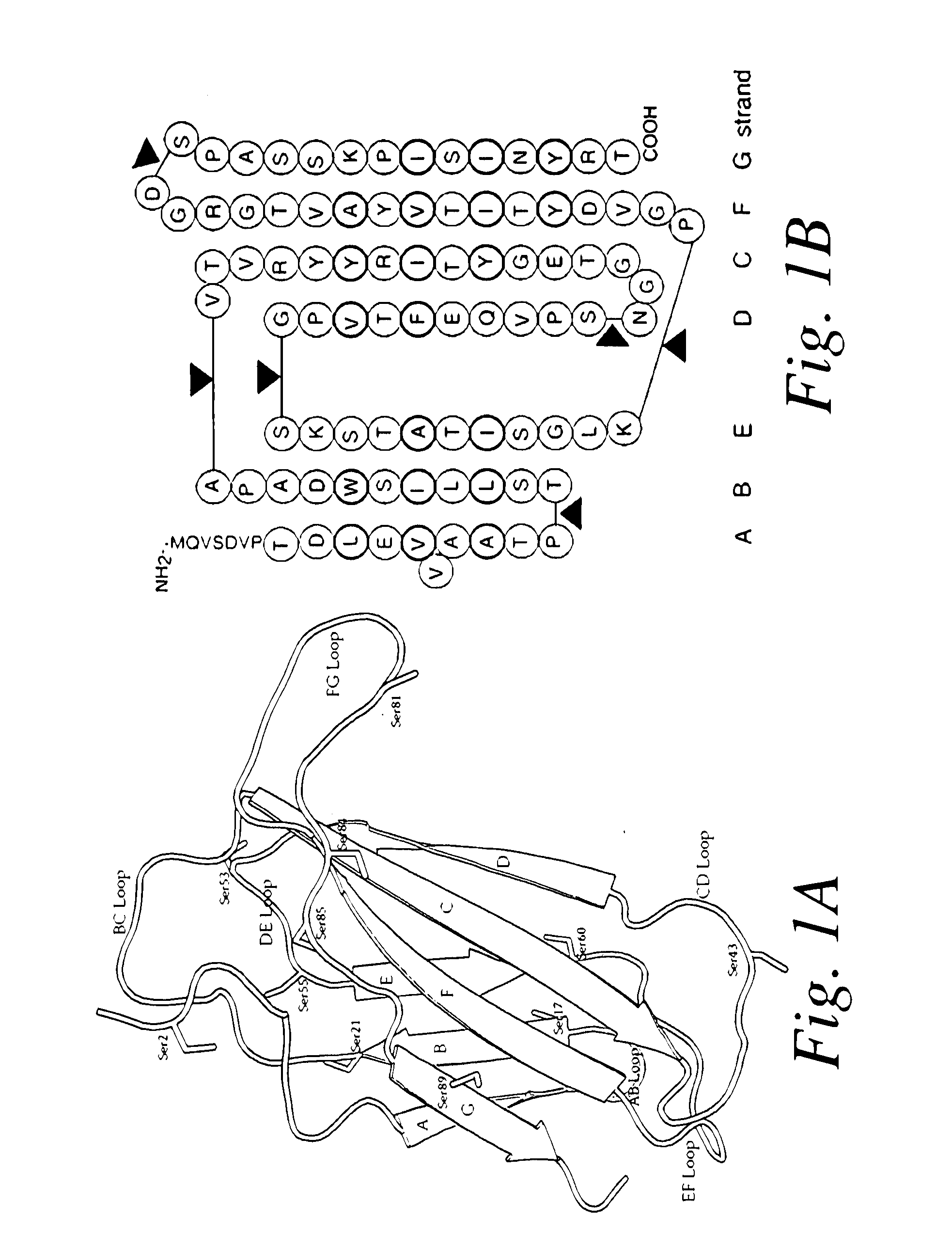 Fibronectin-based binding molecules and their use