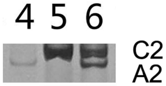 Molecular markers for identification of a02 and c02 chromosome segregation in hybrids between Chinese cabbage and Ethiopian mustard and their progeny