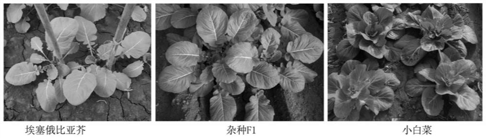 Molecular markers for identification of a02 and c02 chromosome segregation in hybrids between Chinese cabbage and Ethiopian mustard and their progeny