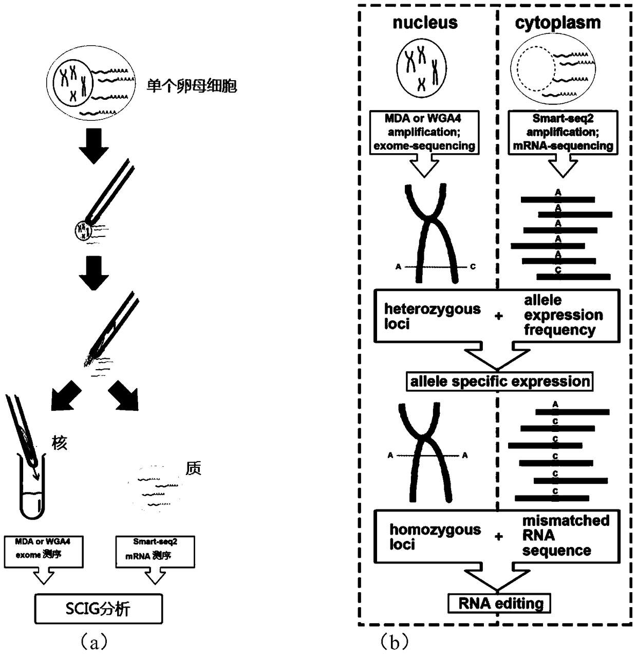 Simultaneous single-cell genome and transcriptome library construction and sequencing methods Sequencing methods and applications based on single-cell integrative genomics