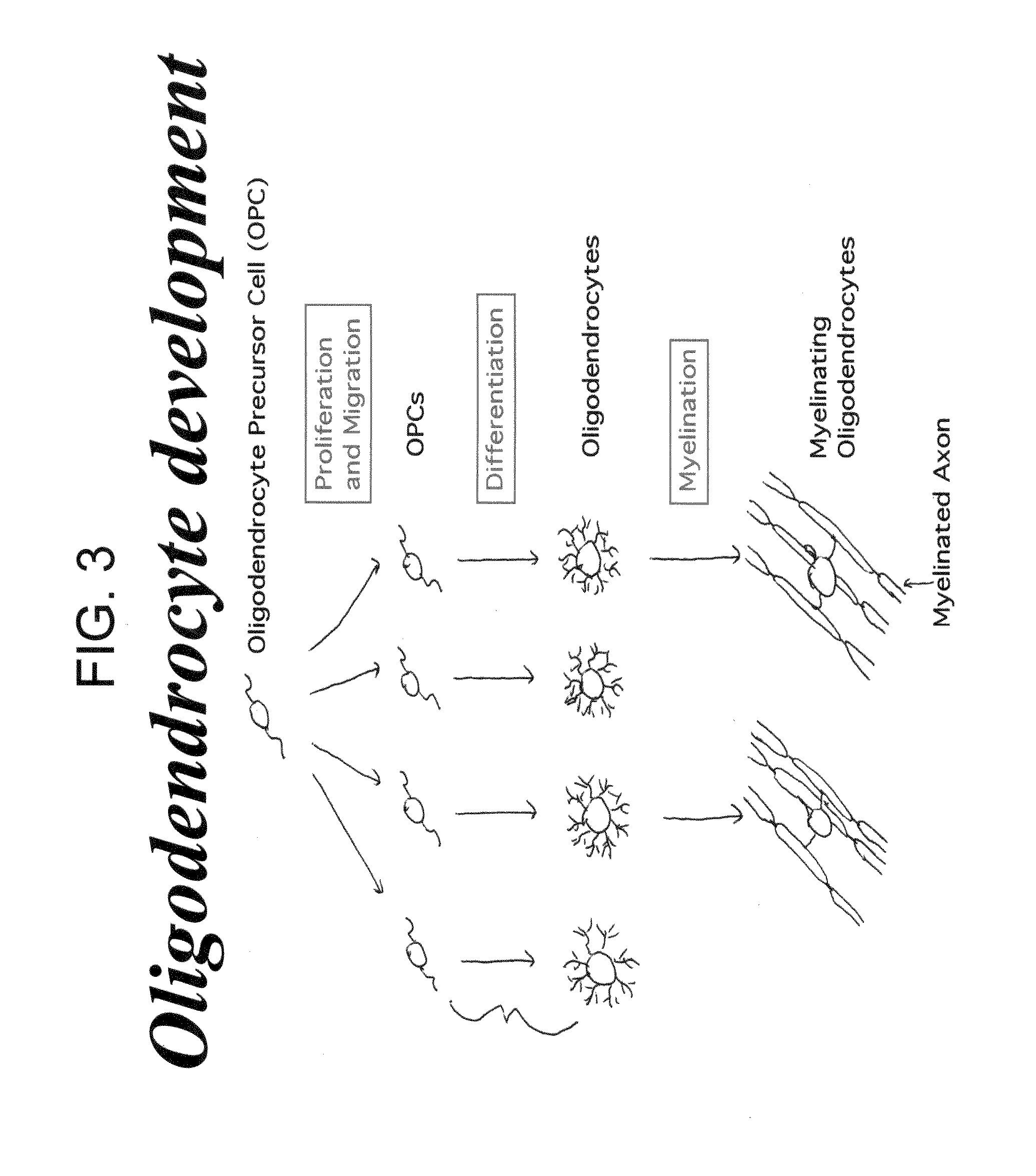 Cell cycle regulation and differentiation