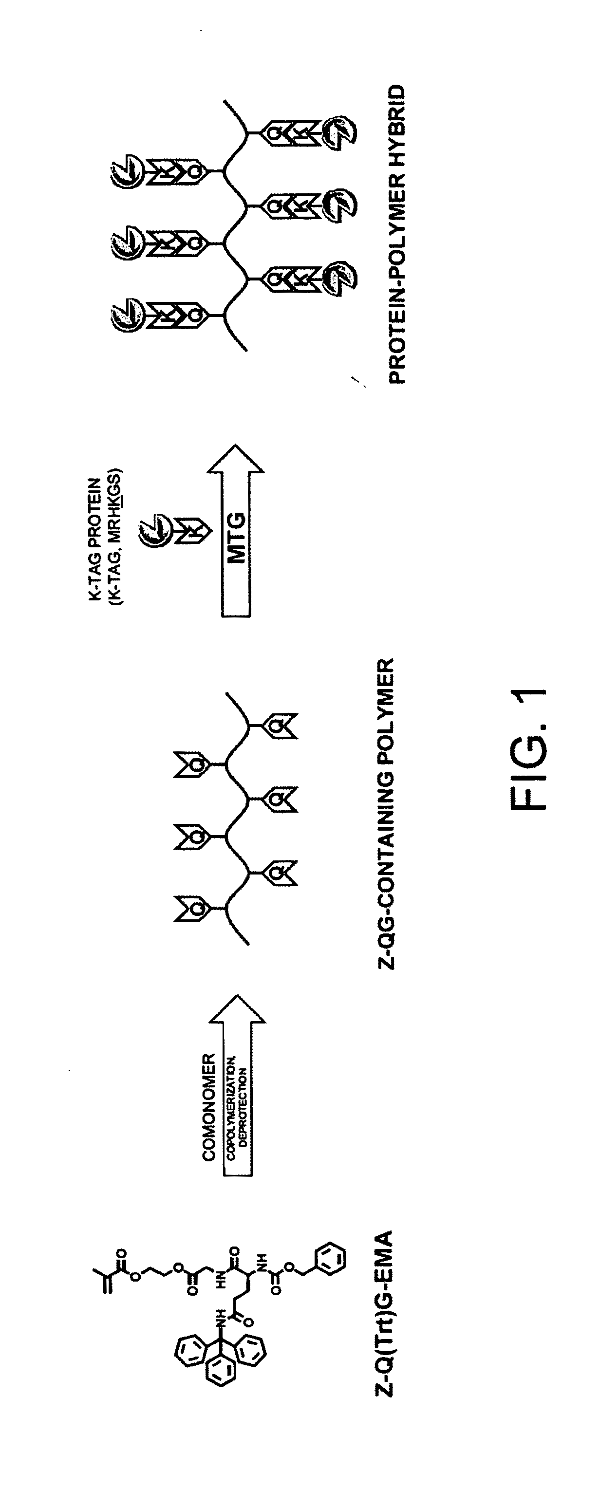 PROTEIN-POLYMER COMPLEX, TGase SUBSTRATE-CONTAINING POLYMER, TGase SUBSTRATE-CONTAINING MONOMER, METHOD FOR PRODUCING PROTEIN-POLYMER COMPLEX, AND METHOD FOR IMPROVING PROTEIN FUNCTION AT SOLID-LIQUID INTERFACE OR IN VICINITY OF SOLID-LIQUID INTERFACE