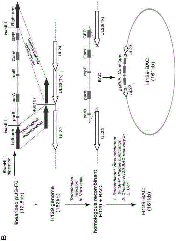 Construction method and application of HSV1-H129-BAC and mutant thereof
