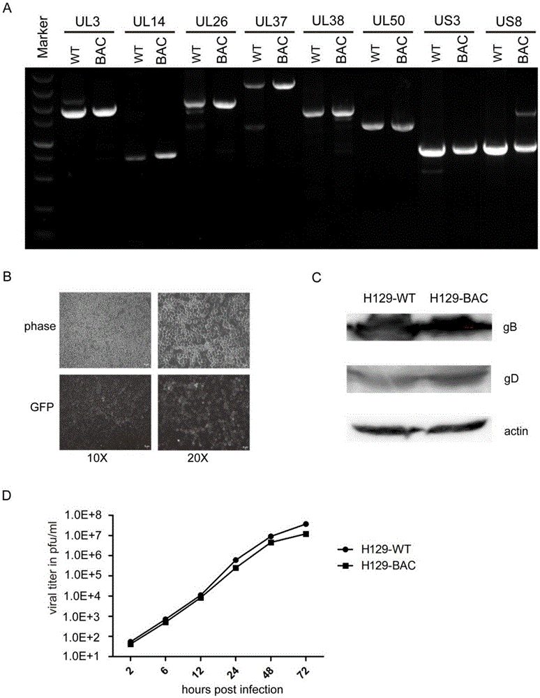 Construction method and application of HSV1-H129-BAC and mutant thereof