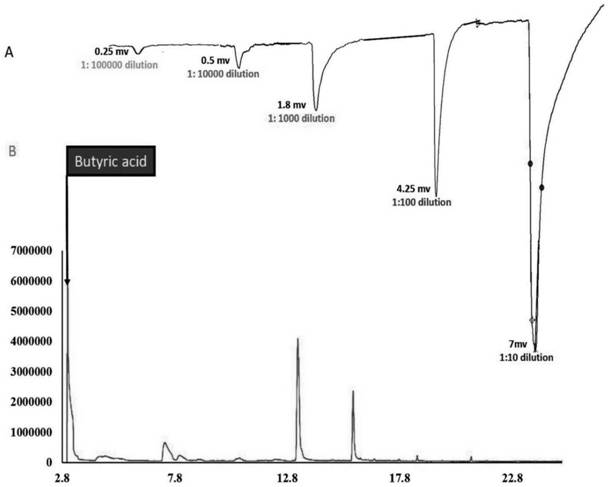 A kind of cow dung source attractant for preventing and controlling adults of black gill beetle