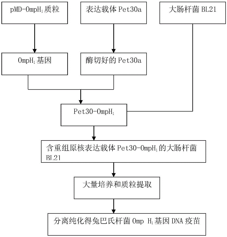 Rabbit Pasteurella multocida DNA vaccine and preparation method