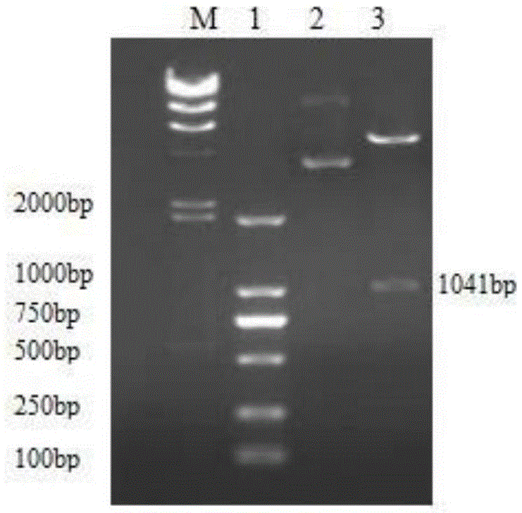 Rabbit Pasteurella multocida DNA vaccine and preparation method