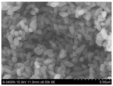 Ellipsoidal nitrogen-boron-phosphorus-doped mesoporous carbon and preparation method and application thereof