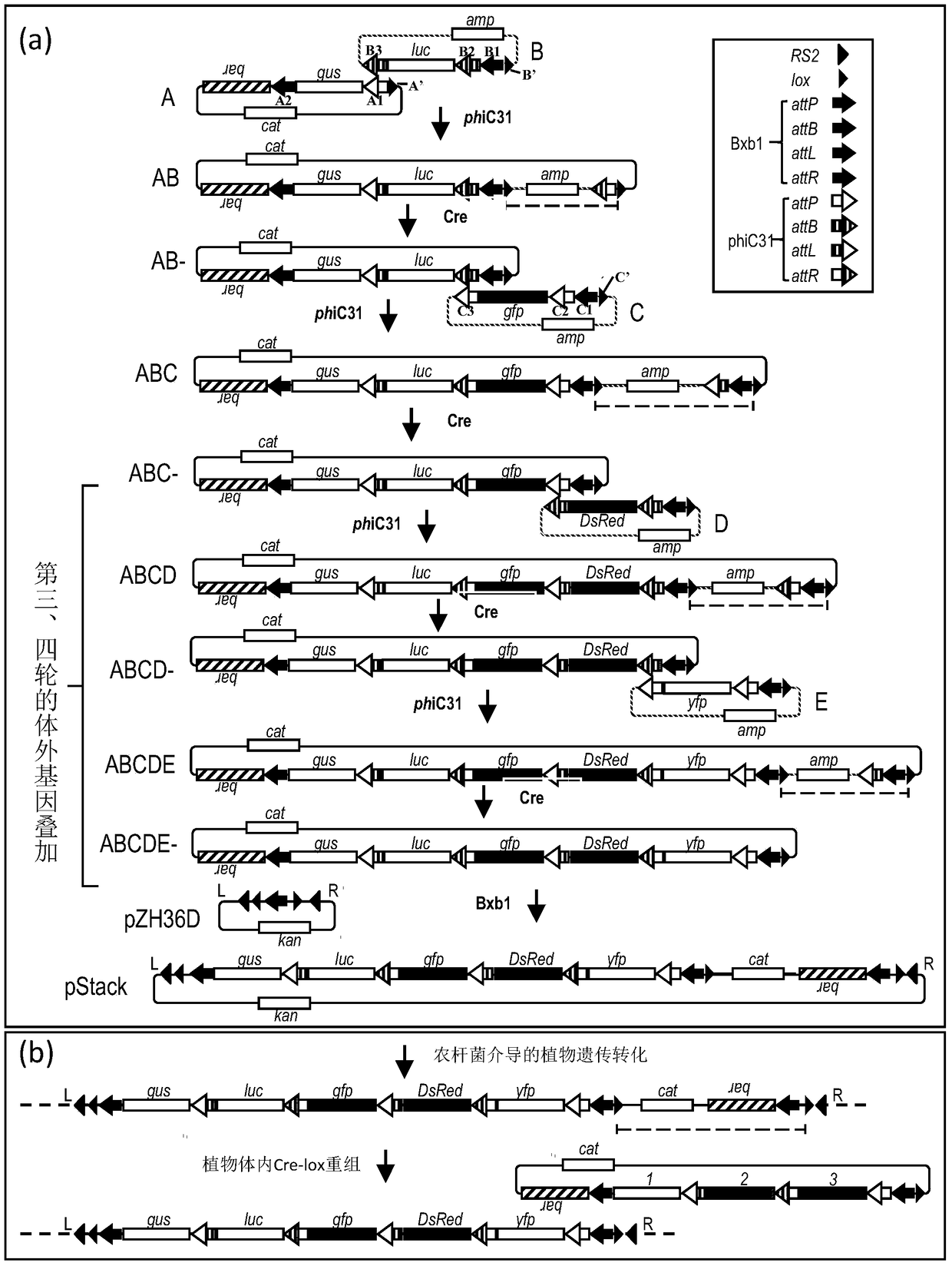 An in vitro gene stacking technique compatible with recombinase-mediated gene stacking in vivo and its application