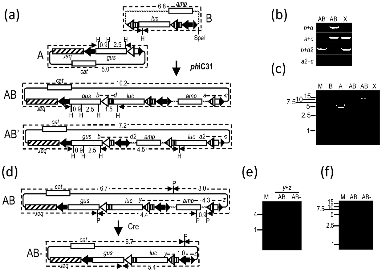 An in vitro gene stacking technique compatible with recombinase-mediated gene stacking in vivo and its application