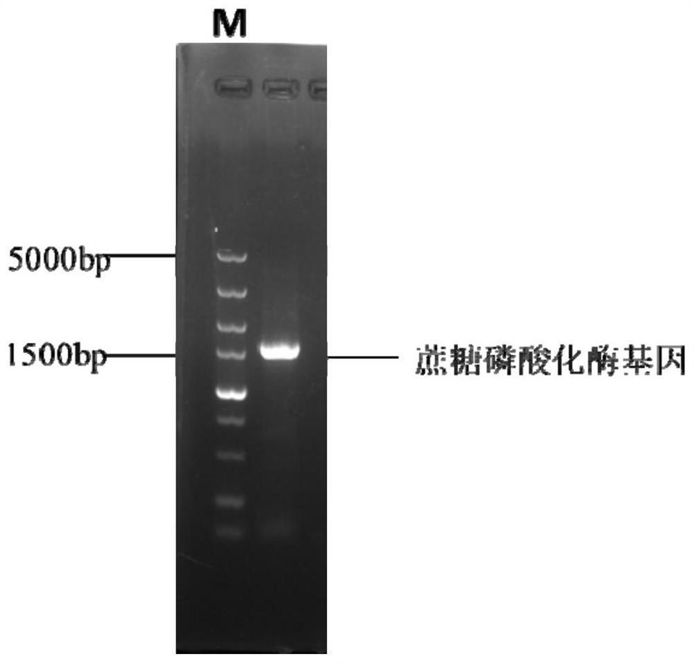 A genetically engineered bacteria producing sucrose phosphorylase