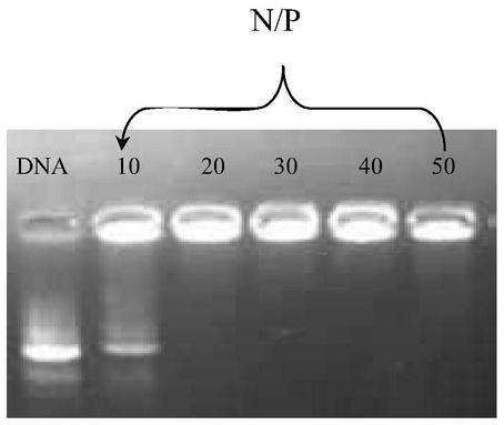 Tannic acid modified polyethyleneimine compound, preparation method thereof and gene vector