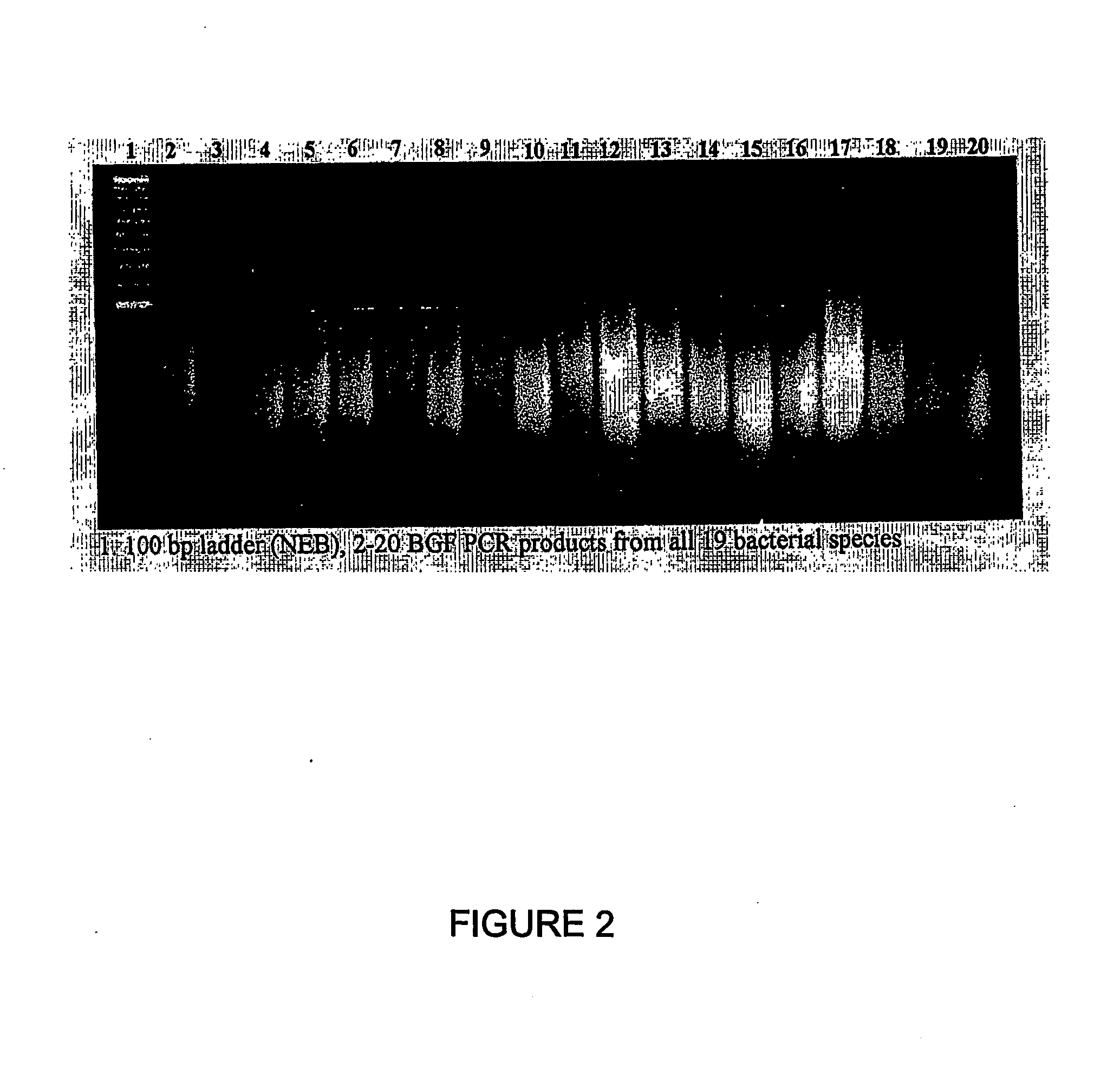 Methods of constructing biodiverse gene fragment libraries and biological modulators isolated therefrom