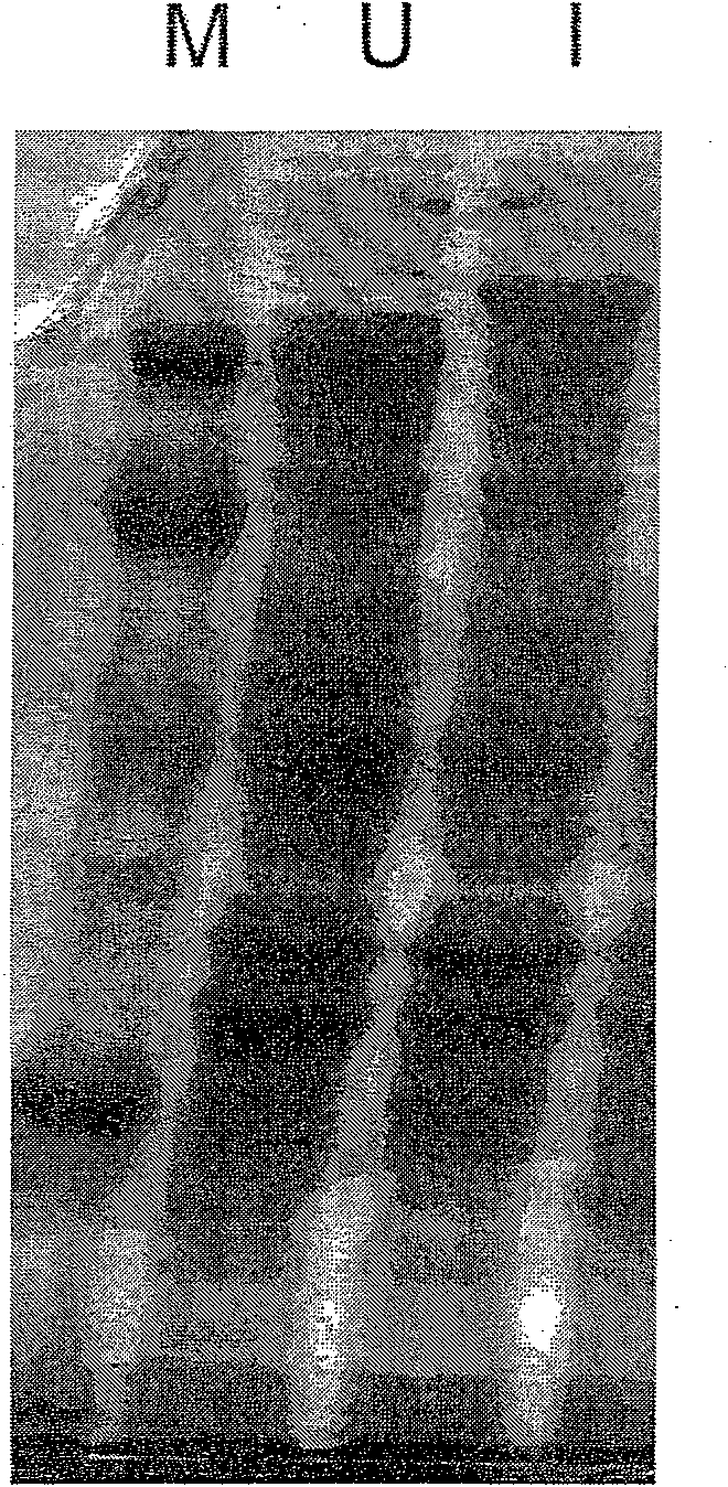 Firefly luciferase and preparation method thereof