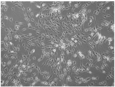 Method for in vitro proliferation of chondrocytes