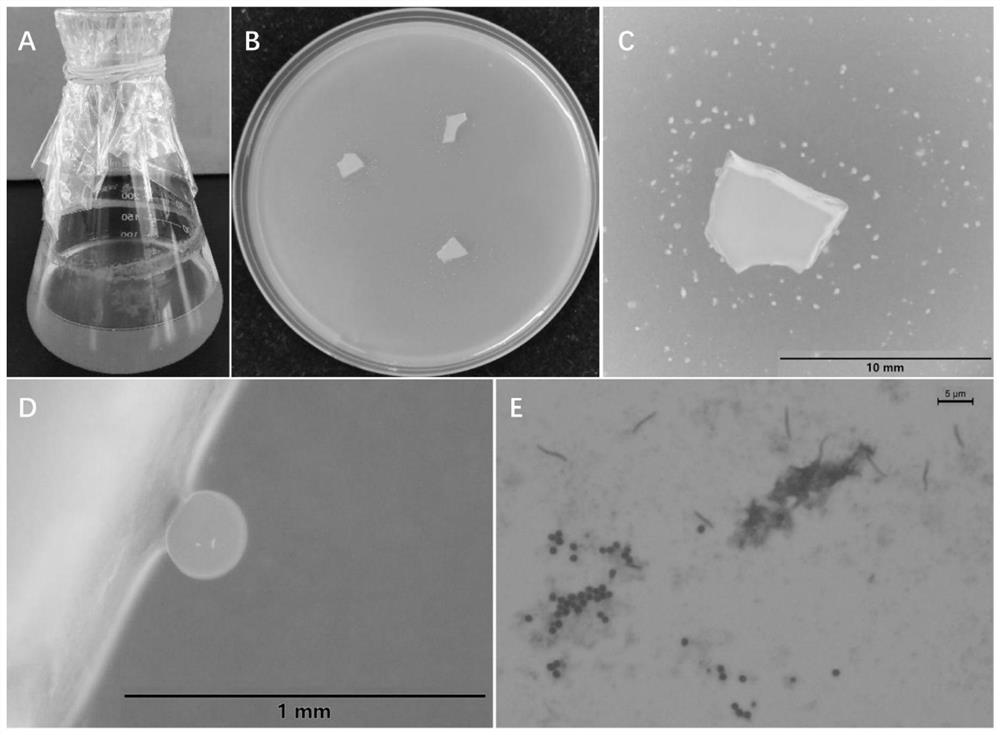 A strain of myxobacteria and its application