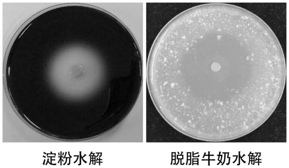 A strain of myxobacteria and its application