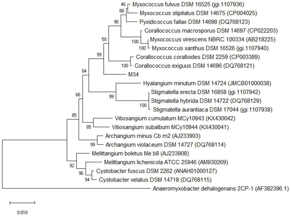 A strain of myxobacteria and its application