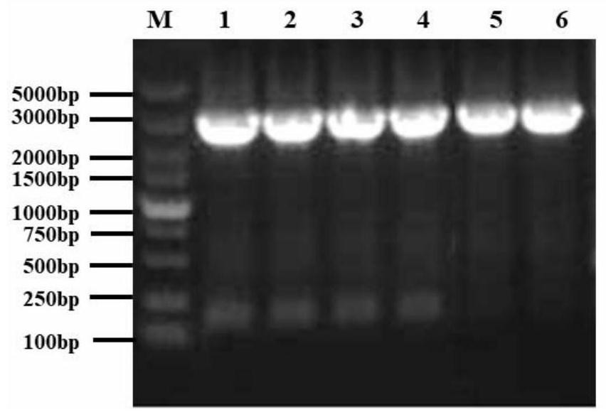 Application of mad1 protein in regulation of fungal sporulation and germination and plant linolenic acid metabolism pathway
