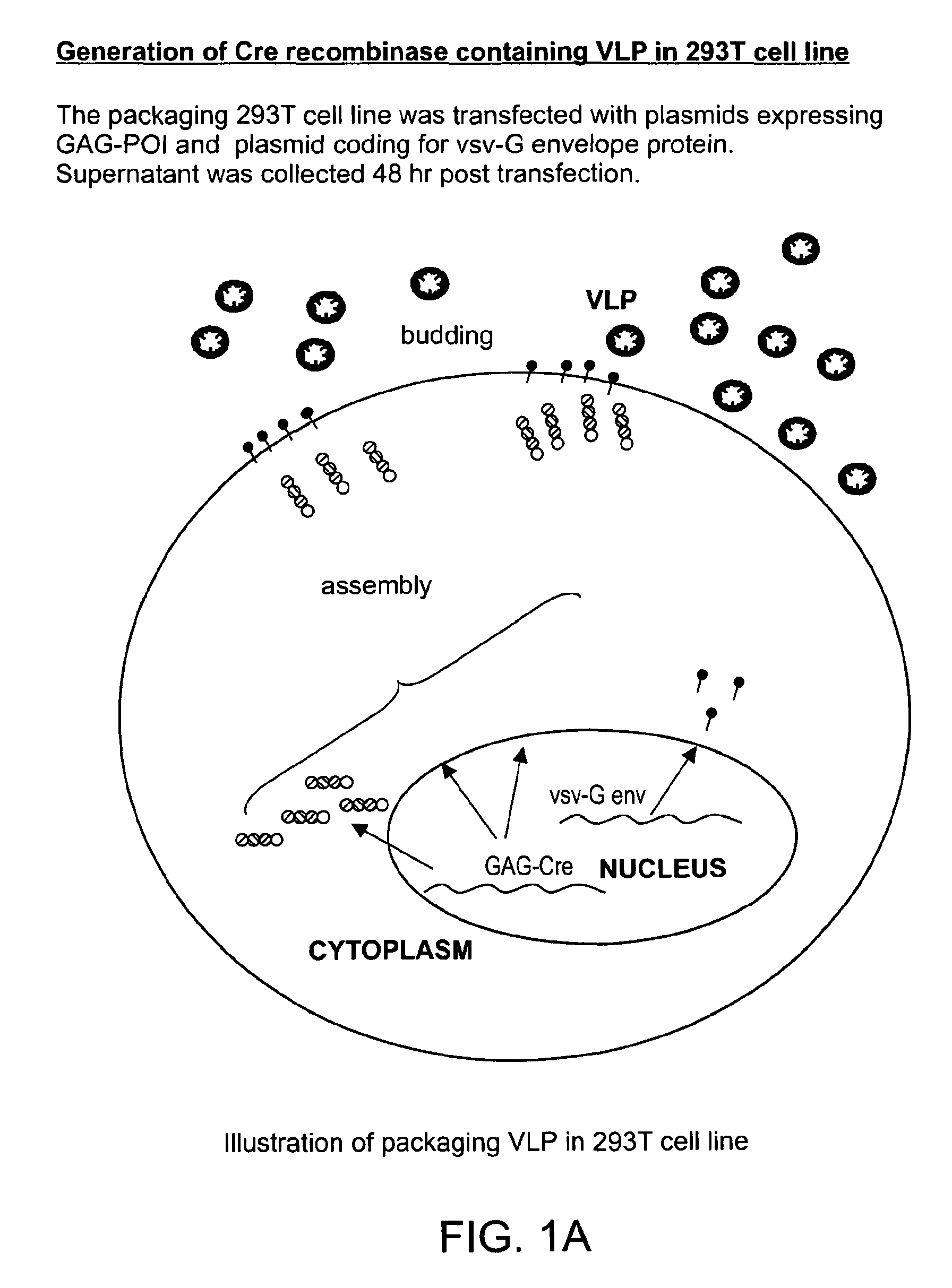 Methods and compositions for protein delivery