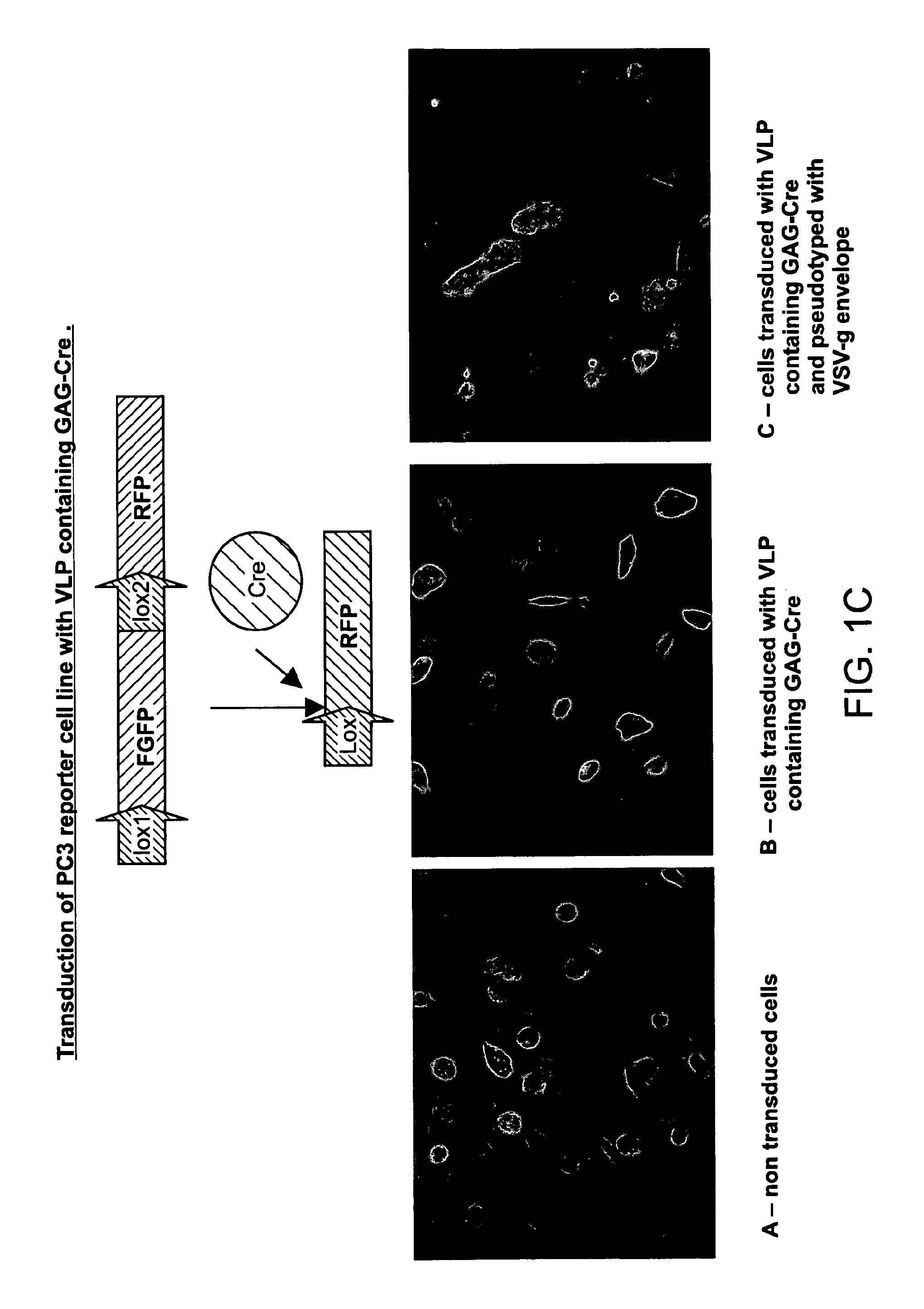 Methods and compositions for protein delivery