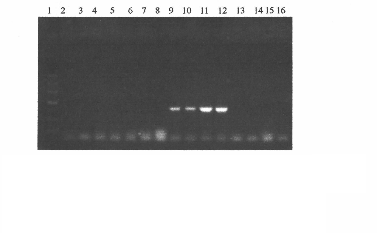 Method for identifying Epidermophyton floccosum of rabbit