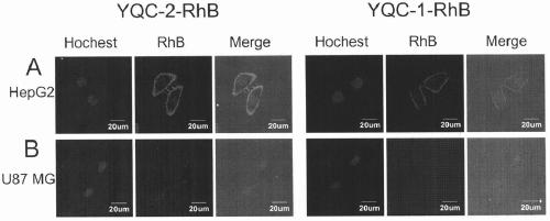 Affinity peptides associated with Coxsackievirus adenovirus receptor