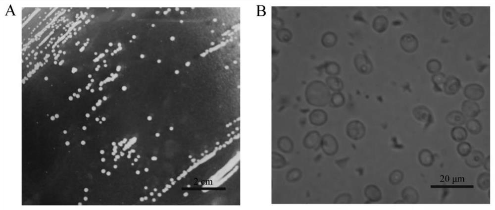 A strain of Zygosaccharomyces cerevisiae fw30-2 and its application